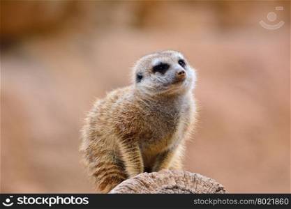 Close-up of suricate on dry tree trunk. Rock formation on background