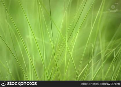 Close-up of tall grass