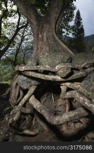 Close up of tangled roots of tree.