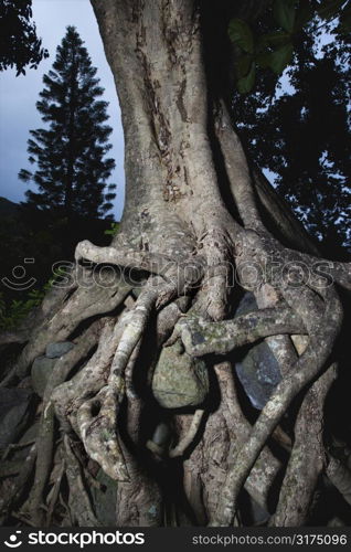 Close up of tangled roots of tree.