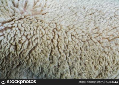 Close up of texture of warm fur of sheep wool skin
