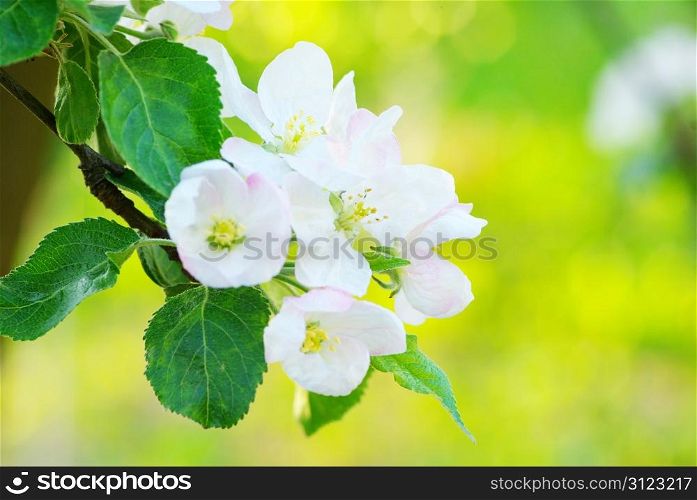 Close up of the apple-tree blossoms