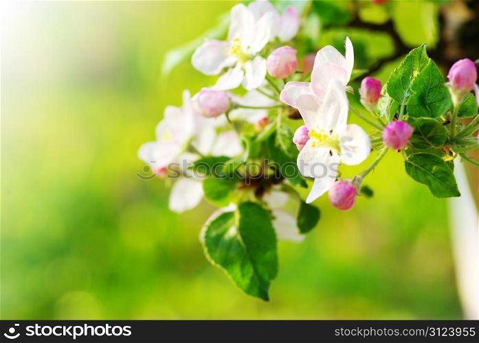 Close up of the apple-tree blossoms