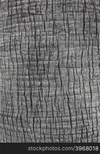 Close up of the bark of a palm tree background