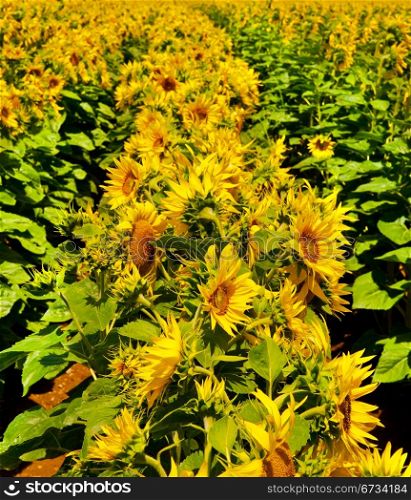 Close-up of the Big Sunflower in a Field