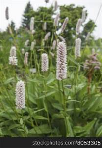 close up of the blooming medicinal herb bistort. bistort Bistorta officinalis
