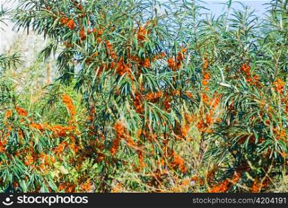 Close up of the branch of sea-buckthorn with berries.