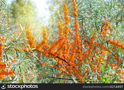 Close up of the branch of sea-buckthorn with berries.