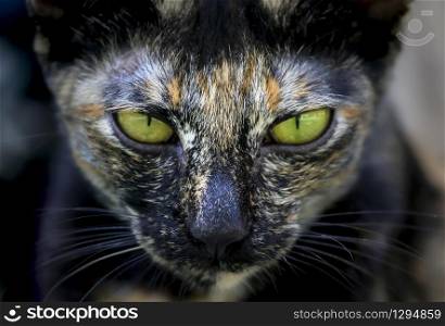 close up of the cat face with green eyes
