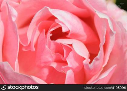 Close up of the center of a pink rose