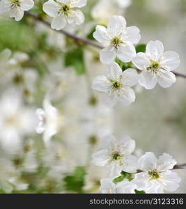 Close up of the cherry blossoms