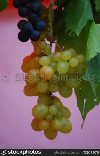 close up of the dark and the white wine grapes