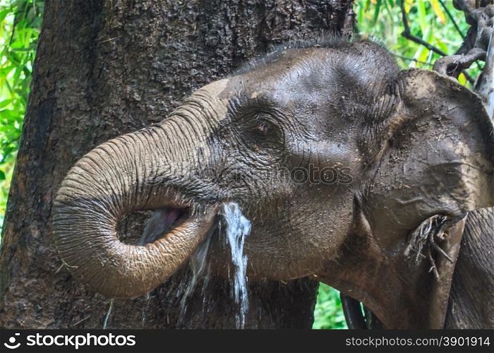 Close up of the elephant in Thailand