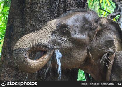 Close up of the elephant in Thailand