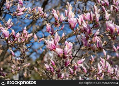 Close-up of the flowers of a Chinese magnolia tree with blue sky.