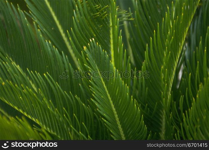 Close-up of the fronds of a plant
