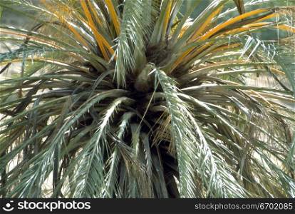 Close-up of the fronds of a tropical tree