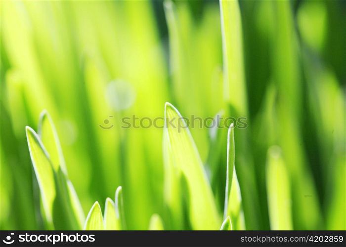 Close up of the green grass. Soft focus.
