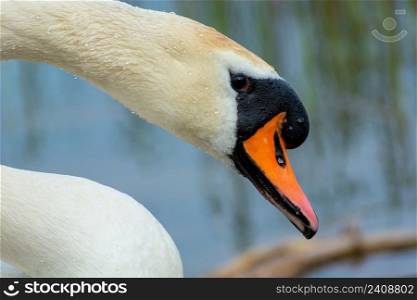 Close-up of the head and neck of a white swan, Stankow, Lubelskie, Poland