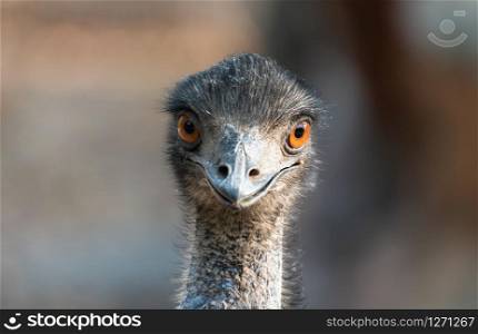 Close up of the head and neck of an emu