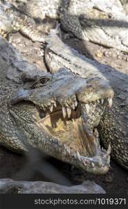 Close up of the head of a live crocodile with open mouth. Vertical view