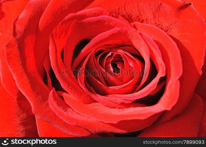 Close up of the heart of a red rose