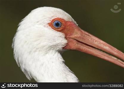 Close up of the incredible blue of the eye of an ibis