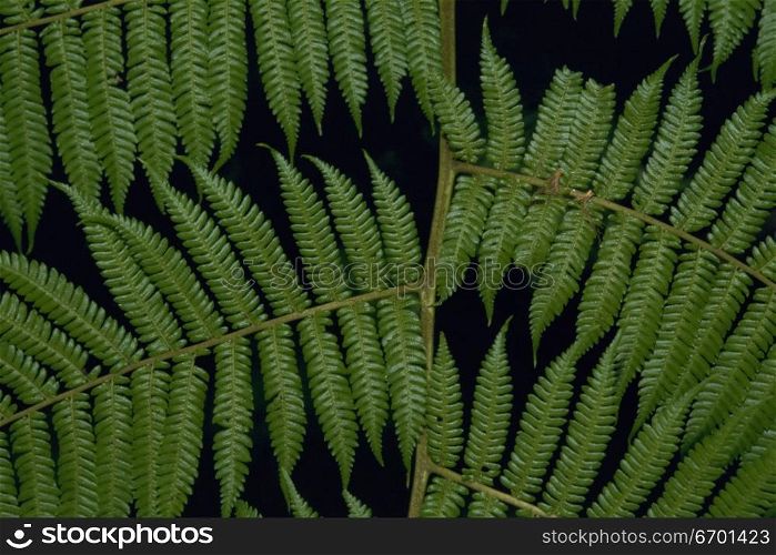 Close-up of the leaves of a fern