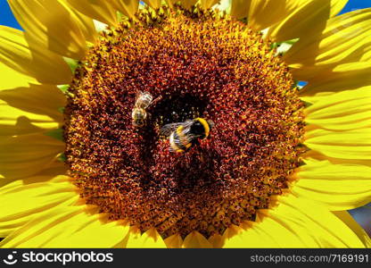 close up of the middle of a sunflower, a bee and a bumblebee searching for nectar