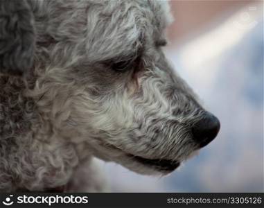 Close up of the muzzle of an old grey puppy looking sad and lonely