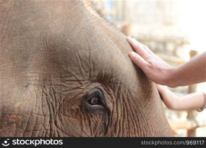 close up of the old experienced face of an Asian elephant's face and wise eyes and wrinkled face at an elephant park, Northern Thailand, Southeast Asia