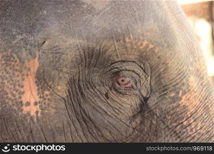 close up of the old experienced face of an Asian elephant's face and wise eyes and wrinkled face at an elephant park, Northern Thailand, Southeast Asia