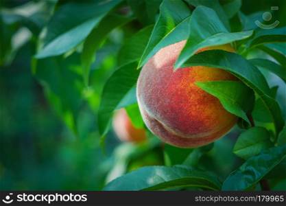 close up of the ripe fruit peach