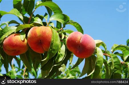 close up of the ripe fruit peaches