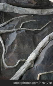 Close-up of the roots of a tree