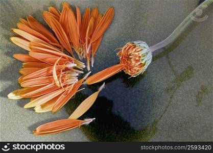 Close-up of the scattered petals of a flower