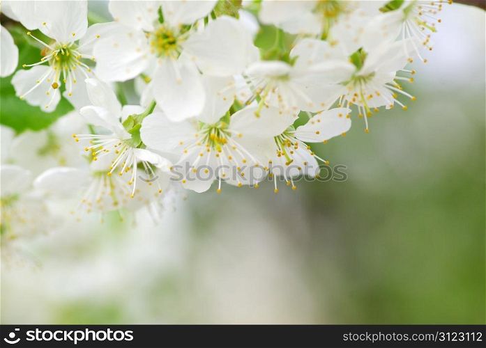 Close up of the spring cherry blossoms