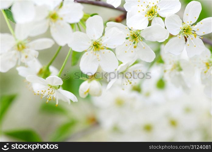 Close up of the spring cherry blossoms