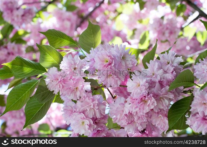 Close up of the spring cherry flower