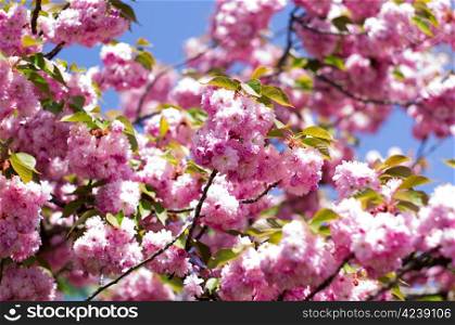 Close up of the spring cherry flower