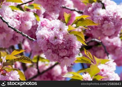 Close up of the spring cherry flowers