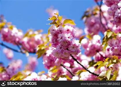Close up of the spring cherry flowers