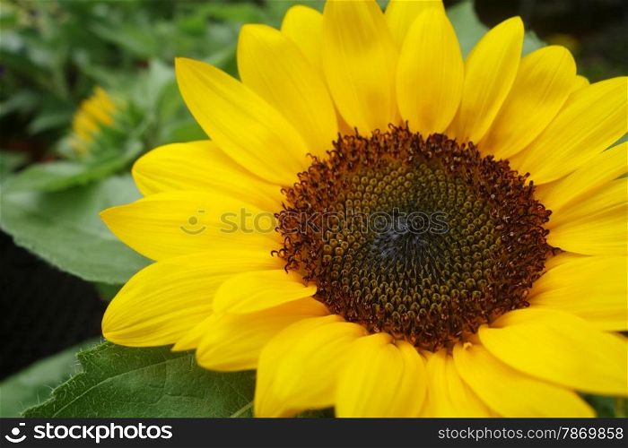 Close up of the sunflower , beautiful detail