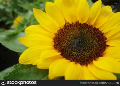 Close up of the sunflower , beautiful detail