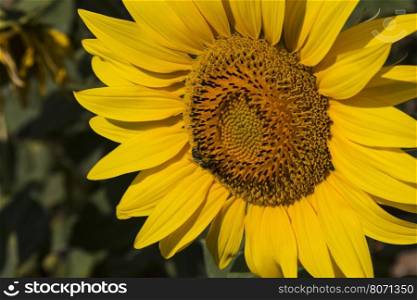 Close up of the sunflower. The common sunflower ( helianthus annuus), is an annual species of sunflower grown as a crop for its edible oil and edible fruits. Sunflower is also used as bird food, as livestock forage and in some industrial applications.