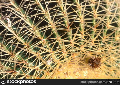 Close-up of the surface of a cactus