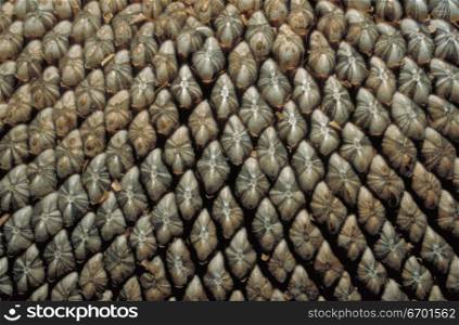 Close-up of the surface of a pineapple