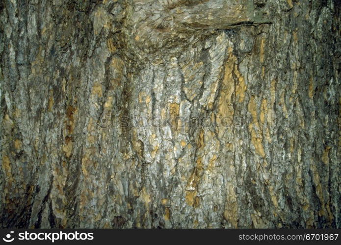 Close-up of the surface of a rock formation