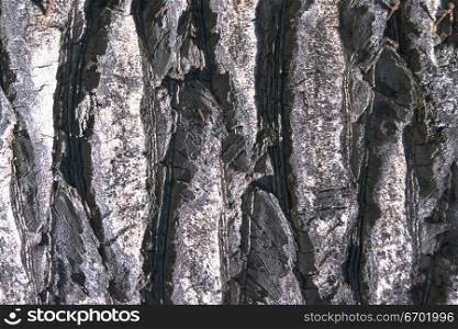 Close-up of the surface of a rock formation