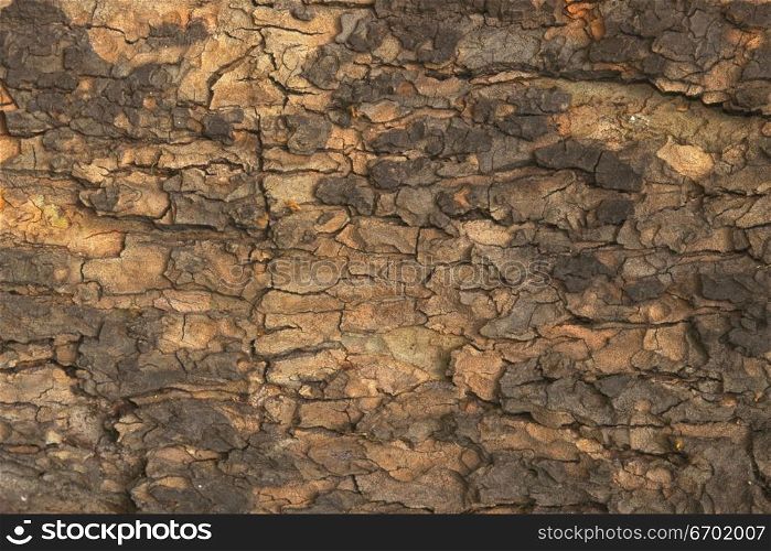 Close-up of the surface of a rock formation